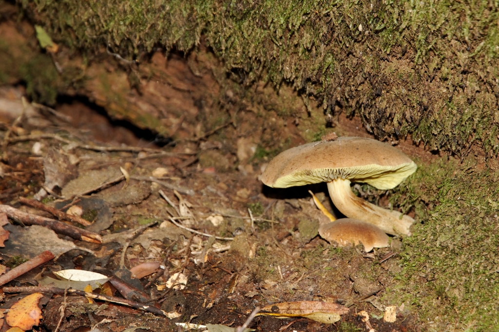 17 - Mt Field NP (8).jpg